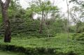 Reisetipp Teeplantage Srimangal