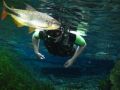 Reisetipp Rio Sucuri / Naturschwimmbad