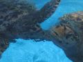 Reisetipp Meeresschildkröten Salvador da Bahia