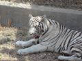 Reisetipp Zoo und Botanischer Garten Tozeur