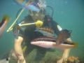 Reisetipp Tauchbasis Alyssa Diving Center Skanes