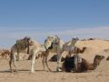 Reisetipp Kamelreiten Douz