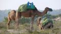 Reisetipp Kamelreiten Hammamet
