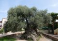 Reisetipp Ancient Olive Tree
