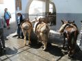 Reisetipp Eselreiten Lindos
