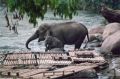 Reisetipp Elefantenreiten Chiang Mai