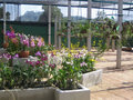 Reisetipp Lanta Orchid Nursery (geschlossen)
