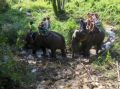 Reisetipp Elefantenreiten Ao Nang