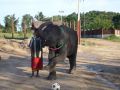 Reisetipp Hutsadin Elephant Foundation
