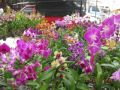 Reisetipp Blumenmarkt Pattaya