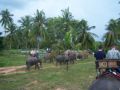 Reisetipp Elephant Village