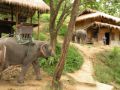 Reisetipp Maesa Elephant Camp