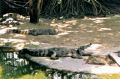 Reisetipp The Million Years Stone Park &amp; Crocodile Farm