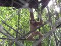 Reisetipp Gibbon Rehabilitation Project