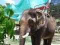 Reisetipp Ban Tai Elefantenreiten Koh Phangan