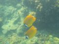 Reisetipp Schnorcheln Coral Cove