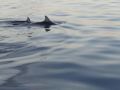 Reisetipp Schwimmen mit Delphinen