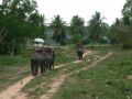Reisetipp Elefantensafari