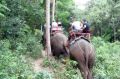 Reisetipp Elefantentrecking