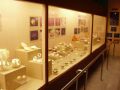 Reisetipp Seashell Museum
