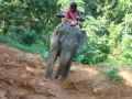 Reisetipp Asia Safari &amp; Elephant Village