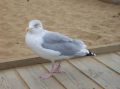 Reisetipp Broadstairs