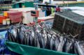Reisetipp Fischmarkt
