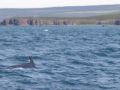 Reisetipp Whale Watching Husavik