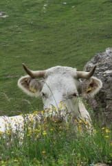 Bilder Bergwurz Am Wegesrand Reisetipps