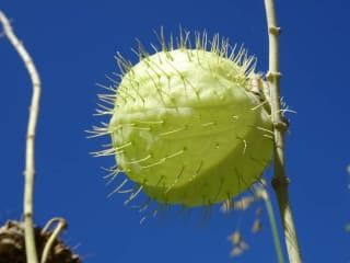 Das Pflanzenparadies Hoch Uber Der Kuste Botanischer Garten