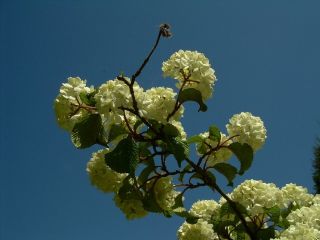 Botanischer Garten Osnabruck In Osnabruck Holidaycheck