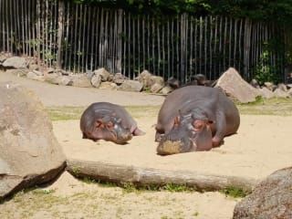 Bewertungen Zoologischer Garten Koln In Koln Holidaycheck Seite 1