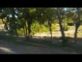 Wald/Dschungel