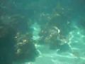 Fische