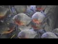 Reisetipp Loro Parque