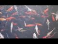 Reisetipp Loro Parque