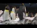 Reisetipp Loro Parque