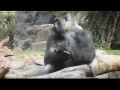 Reisetipp Loro Parque