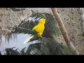 Reisetipp Loro Parque