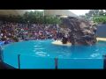 Reisetipp Seelöwen Show