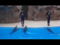 Reisetipp Delfin Show