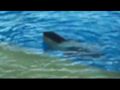 Reisetipp Orka Wal