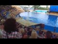 Reisetipp Orka Wal Show