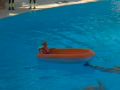 Reisetipp Delfinshow im Loro Parque