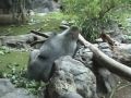 Reisetipp Die Gorillas!