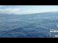 Reisetipp Wale und Delphine Bootstour auf Teneriffa