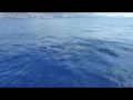 Reisetipp Wale und Delphine Bootstour auf Teneriffa