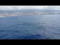 Reisetipp Wale und Delphine Bootstour auf Teneriffa