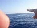Reisetipp Delfinfahrt von Avsallar