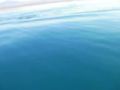 Reisetipp Flussfahrt auf Meer Delfine echt toll